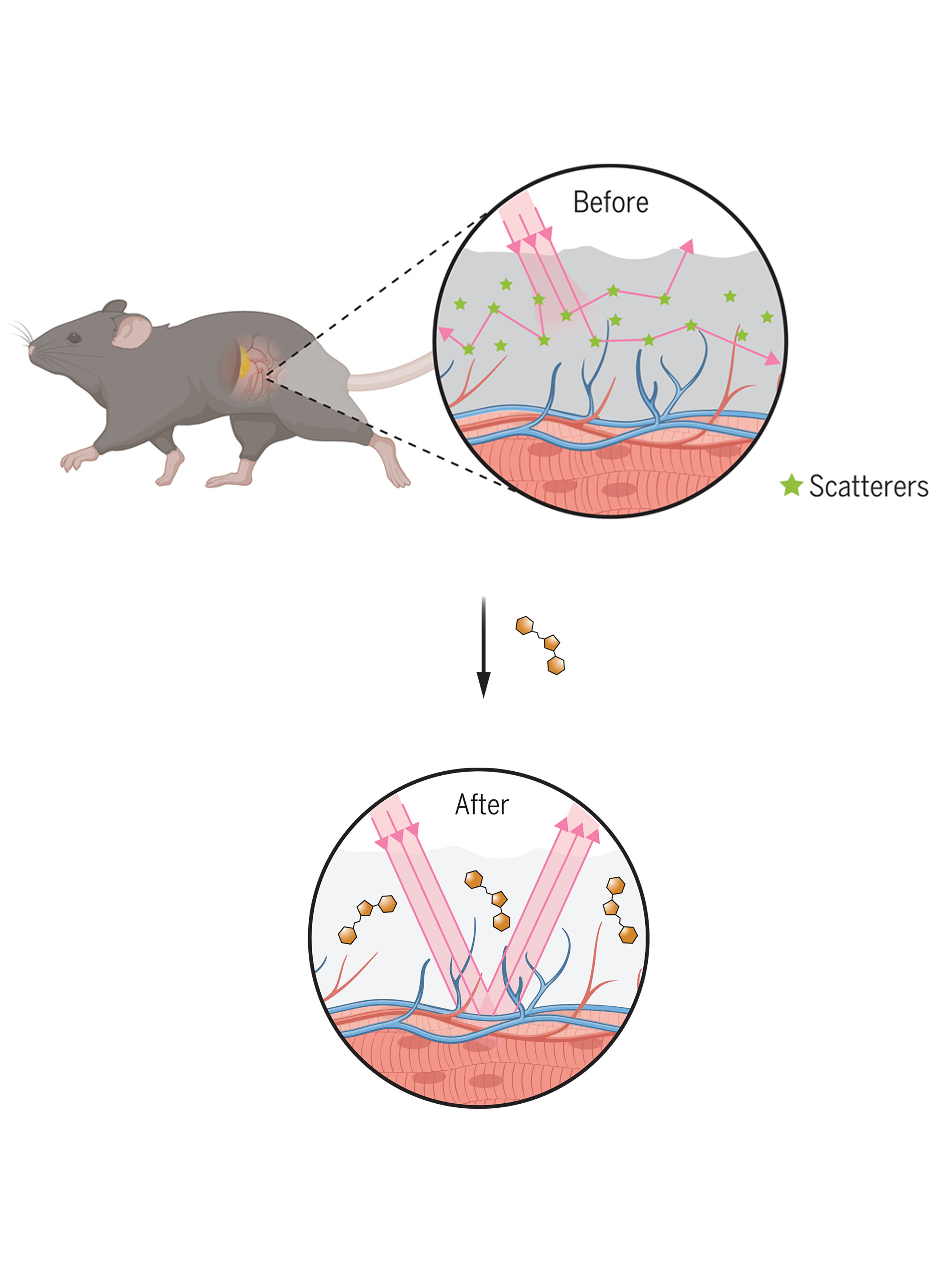 A reversible approach to achieving optical transparency in live animals